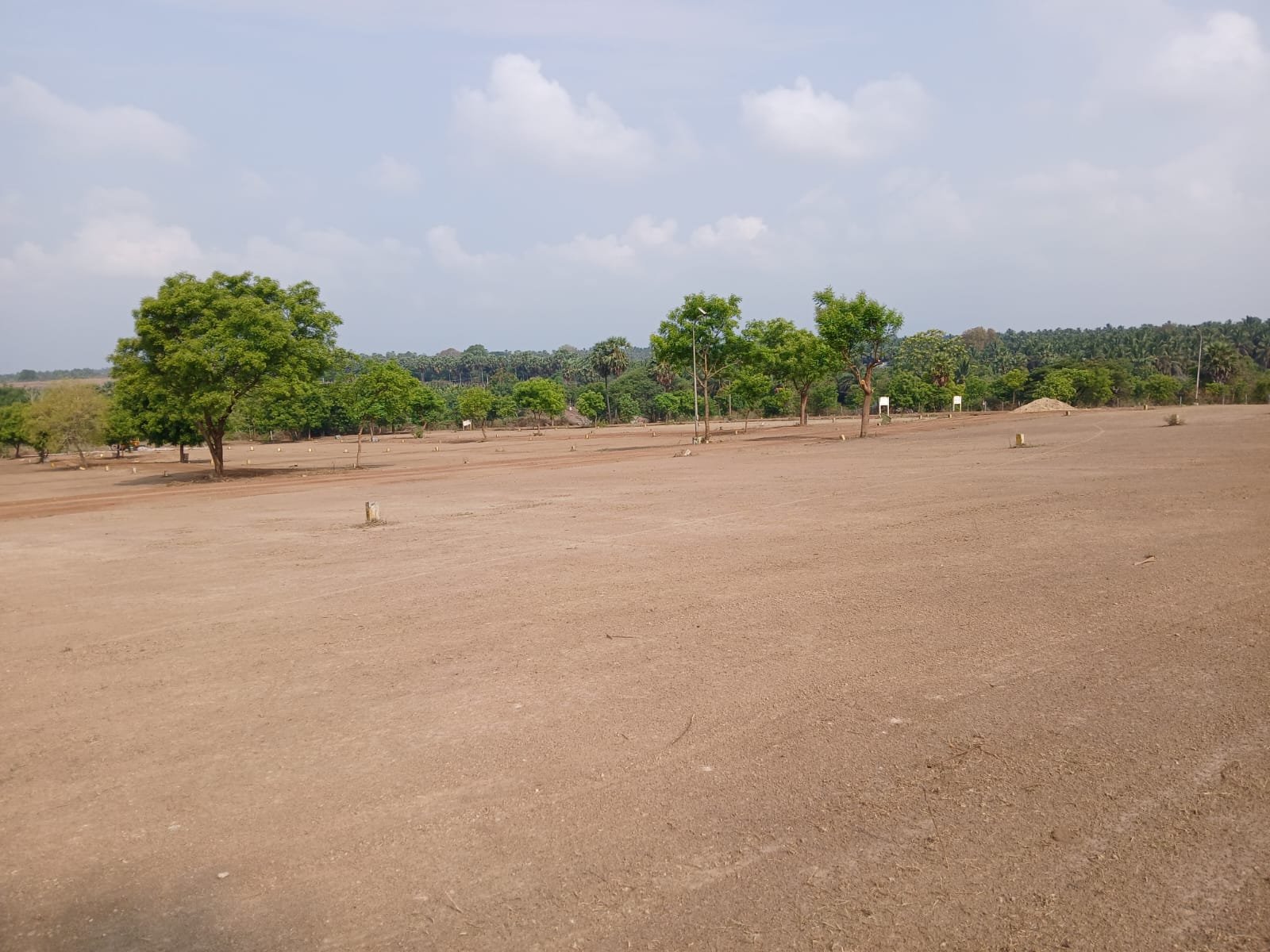 Palmyra-lined paddy field under a wide blue sky